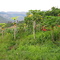 Baberton countryside