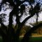 a big tree