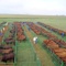 Hentacor Bonsmaras Anual Sale Bothaville (hentacor@ctec.co.za)