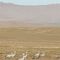 Blue Cranes SA national Bird