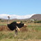 Karoo nature reserve - www.puccitravel.it