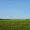 North Dakota sunflower fields. August 2010.