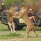 Mala Mala Lions Fighting