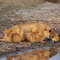 Mom & Cubs - drinking