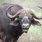Búfalo