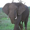 Elefante