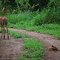 Impala recién nacido