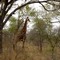 Kruger Park