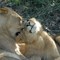 lion cubs2