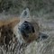 Hyaena