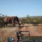 Elephant crossing the road, Kruger Park