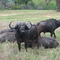Buffalos