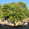Mulberry Tree in Tuine