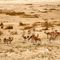 Springbok Herd on Dellville