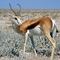 Springbok on Dellville