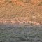 Springboks