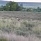 Springbok on Dellville