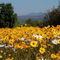 Clanwilliam