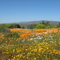 Blooming Desert - Carpet 1