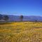 Clanwilliam flowers - photo credit Anine van Zyl