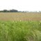 farming grassland