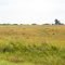 Grassland near Delmas