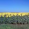 Sunflower Field