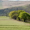 Near Kockstad, Natal