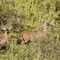 2 young kudu bulls in spekboom forest