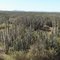 Bedrogfontein cacti forest