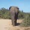 Elephant in Addo Park