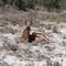 Addo Park