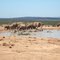 Time for a bath elephant style.