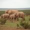 Addo elephant group 1