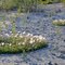 Natural Flowerbeds