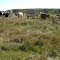 Nguni s