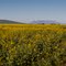 Canola Fields leading to Table Mountain