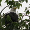 Eagle in a tree