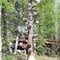 Chain Saw Tree, Sterling, Alaska