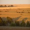 Cattle in the sunset