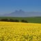 Canola & Mountain