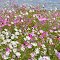 Cosmos wild flowers