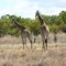 Tall horses on the veld