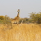 Wild Life