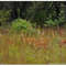 Impalas, North Gauteng, South Africa