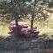 Tree through engine of car