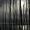 Birch Trees against the February Sky, Nikiski