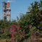 Wildflowers and Refinery, Nikiski