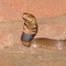 Mozambque Cobra in Groblersdal