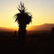 sunset aloe 2